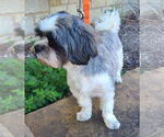 Small #3 Shih Tzu
