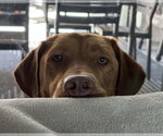 Small Photo #5 Labrador Retriever-Unknown Mix Puppy For Sale in Fort Worth, TX, USA