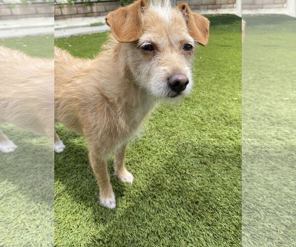 Medium Photo #4 Mutt Puppy For Sale in La Verne, CA, USA