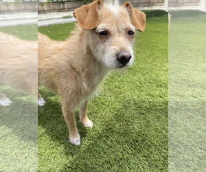 Maude - Female Mutt Dog for Adoption - Photo #4