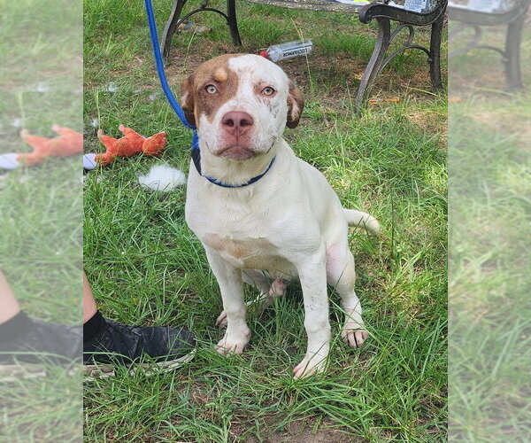 Medium Photo #2 American Pit Bull Terrier-Unknown Mix Puppy For Sale in Wetumpka, AL, USA