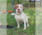 Small #1 American Pit Bull Terrier Mix