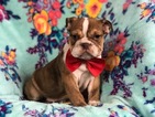 Small Photo #1 Bulldog Puppy For Sale in EPHRATA, PA, USA
