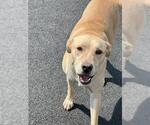 Small Labrador Retriever Mix