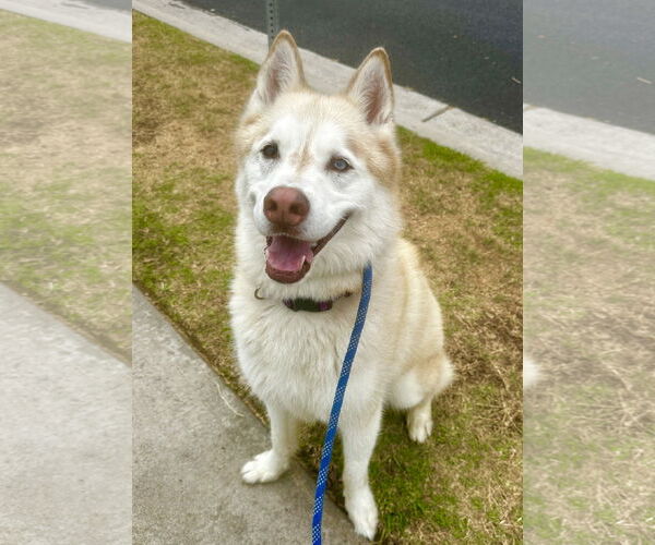 Medium Photo #1 Siberian Husky Puppy For Sale in Newport Beach, CA, USA