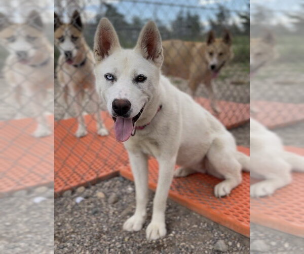 Medium Photo #1 Siberian Husky-Unknown Mix Puppy For Sale in Bemidji, MN, USA