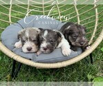 Image preview for Ad Listing. Nickname: Litter of 3