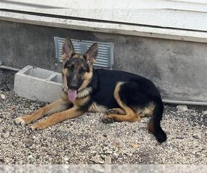 German Shepherd Dog-Unknown Mix Dogs for adoption in San Antonio, TX, USA