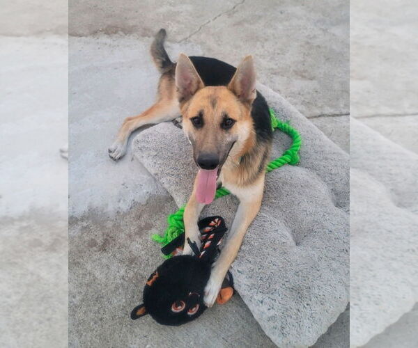 Medium Photo #3 German Shepherd Dog-Unknown Mix Puppy For Sale in Lake Forest, CA, USA
