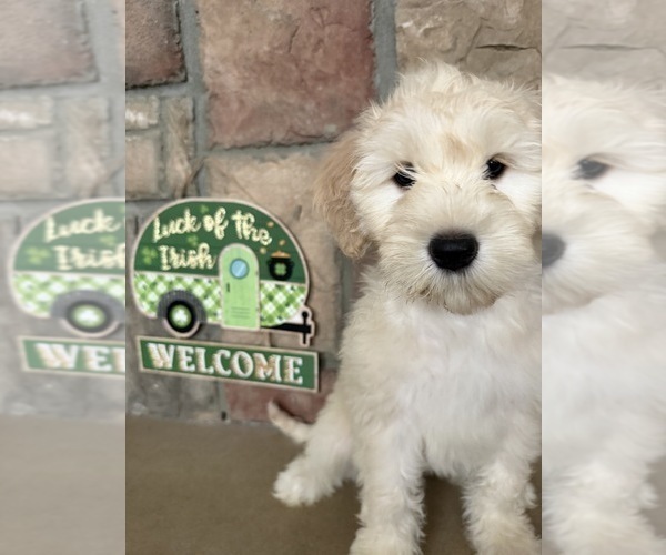 Medium Photo #1 Portuguese Water Dog Puppy For Sale in SWARTZ CREEK, MI, USA