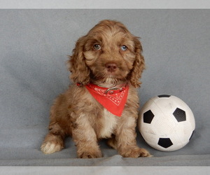 Cockapoo Puppy for Sale in MILLERSBURG, Ohio USA