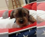 Small Photo #23 Yorkshire Terrier Puppy For Sale in RANCHO CORDOVA, CA, USA