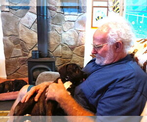 Branch (4mo, 25lbs) - Female Mutt Dog for Adoption - Photo #4