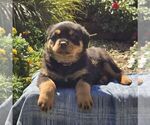 Neva - Female Rottweiler Puppy for Sale - Photo #2