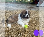 Small Photo #21 Australian Shepherd-Great Pyrenees Mix Puppy For Sale in LUCAMA, NC, USA