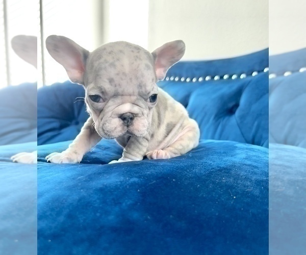 Medium Photo #5 French Bulldog Puppy For Sale in CHOCTAW, OK, USA