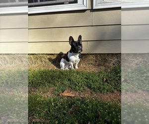 French Bulldog Puppy for Sale in MARIETTA, Georgia USA