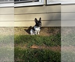 Small French Bulldog