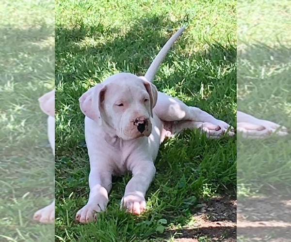 Medium Photo #1 Dogo Argentino Puppy For Sale in IRVING, TX, USA