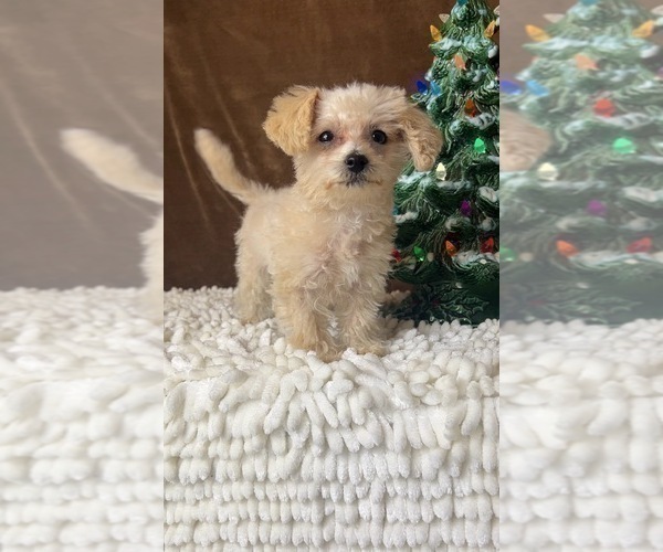 Medium Photo #4 YorkiePoo Puppy For Sale in MARTINSVILLE, IN, USA