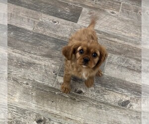 Cavalier King Charles Spaniel Puppy for sale in LOUISVILLE, KY, USA