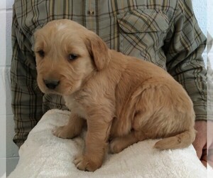 Golden Retriever Puppy for sale in APPLE CREEK, OH, USA