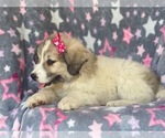 Small Photo #7 Great Pyrenees Puppy For Sale in LAKELAND, FL, USA