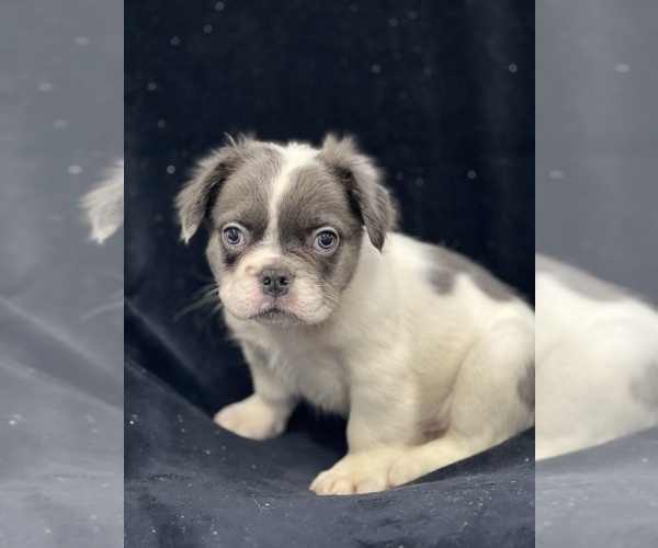 Medium Photo #6 French Bulldog Puppy For Sale in CHESAPEAKE, VA, USA