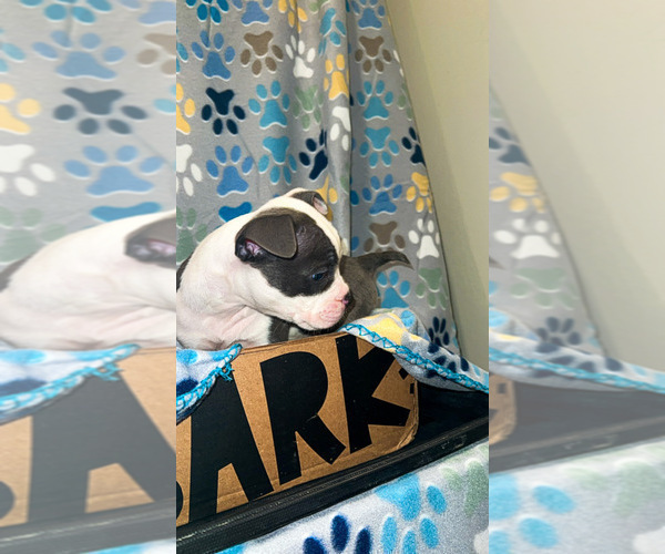 Medium Photo #5 American Bully Puppy For Sale in JERSEY CITY, NJ, USA