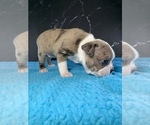 Small #5 Boston Terrier