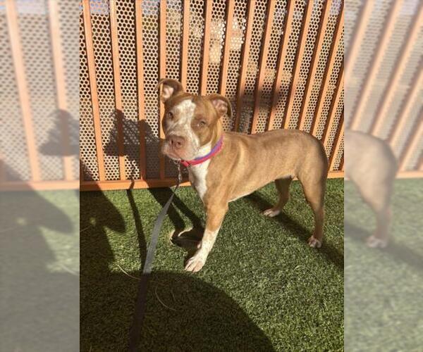 Medium Photo #1 Mutt Puppy For Sale in Las Vegas, NV, USA