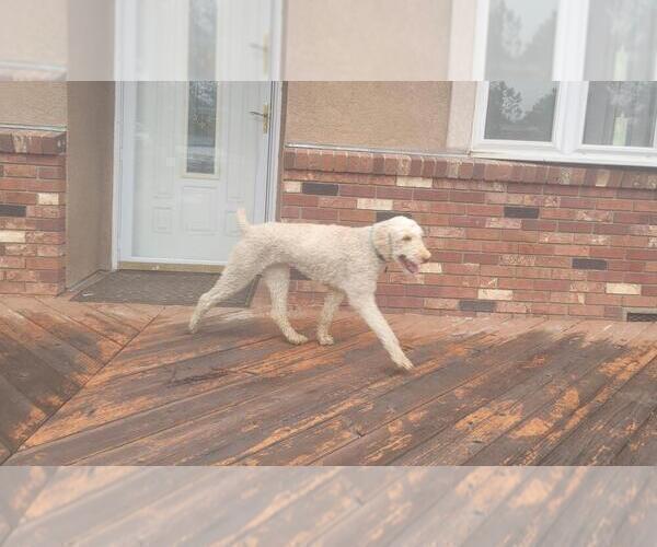 Medium Photo #1 Bernedoodle Puppy For Sale in BLACK FOREST, CO, USA
