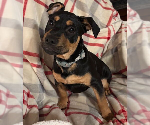 Medium Photo #7 Rottweiler-Unknown Mix Puppy For Sale in Canal Winchester, OH, USA