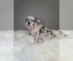 Small Photo #4 French Bulldog Puppy For Sale in PORT READING, NJ, USA
