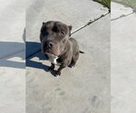 Small Photo #3 American Pit Bull Terrier Puppy For Sale in Hayward, CA, USA