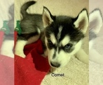 Small Photo #23 Siberian Husky Puppy For Sale in WASHBURN, WI, USA
