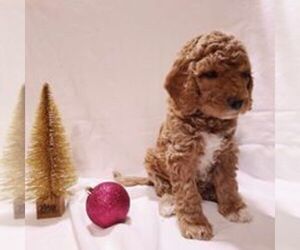 Goldendoodle Puppy for sale in LOWVILLE, NY, USA