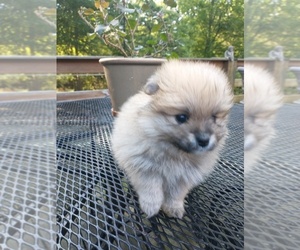 Pomeranian Puppy for sale in MARLTON, NJ, USA