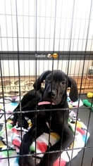 Great Dane Puppy for sale in HOWARD, OH, USA