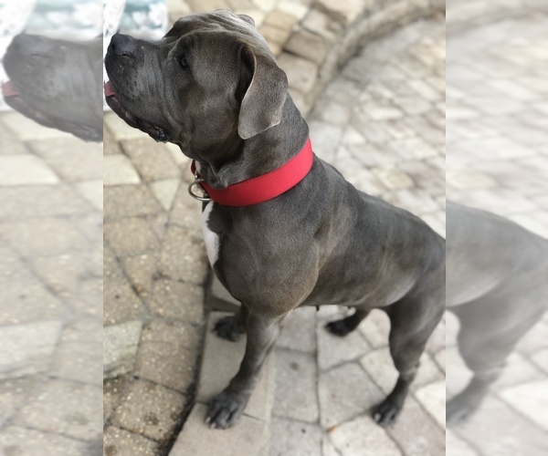 Medium Photo #1 American Pit Bull Terrier Puppy For Sale in FORT WALTON BEACH, FL, USA