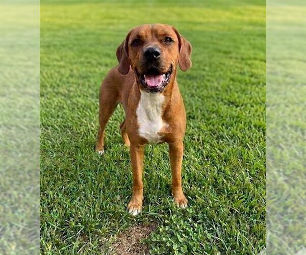 Medium Photo #1 Mutt Puppy For Sale in Chula Vista, CA, USA