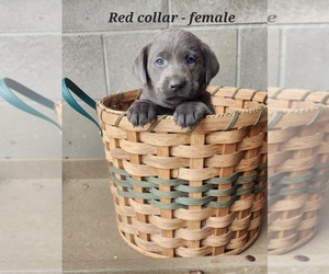 Labrador Retriever Puppy for sale in CASHTON, WI, USA