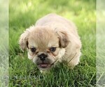 Small #4 French Bulldog