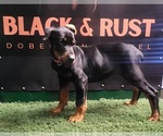Small Photo #3 Doberman Pinscher Puppy For Sale in CAVE CITY, KY, USA
