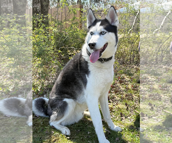 Medium Photo #3 Siberian Husky Puppy For Sale in Cranford, NJ, USA