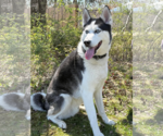 Small Photo #3 Siberian Husky Puppy For Sale in Cranford, NJ, USA