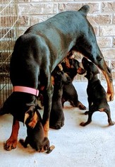 Father of the Doberman Pinscher puppies born on 06/19/2018