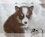 Small #3 Pomsky