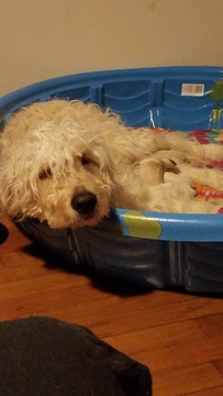Medium Photo #1 Goldendoodle Puppy For Sale in EAST POINT, GA, USA