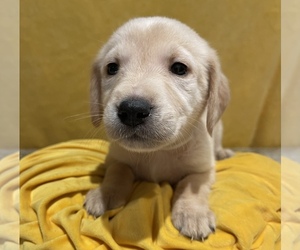 Golden Labrador Puppy for sale in MASON, OH, USA